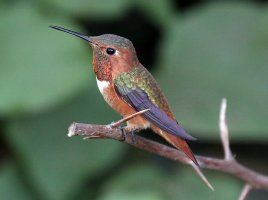 1F3A1735humbird.jpg