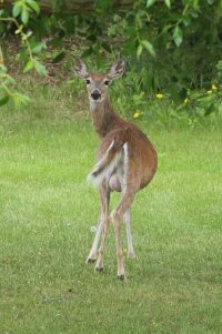 Deer.JPG