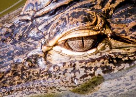 Gator Golden Eye-6358.JPG