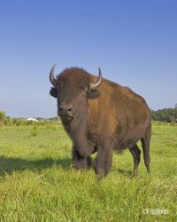 Buffalo.jpg