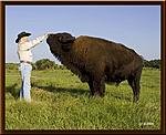 Buffalo 2.jpg