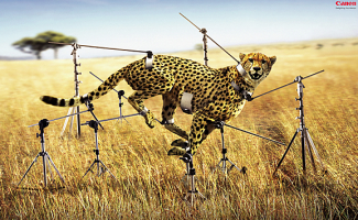 Stabilised Cheetah.png