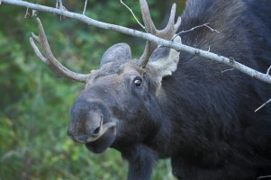 Moose_M__9393.JPG