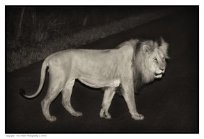 _MG_0796-Male-Lion-Sepia-B.jpg