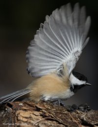 chickadee2small.jpg