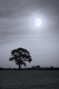 Moon Tree small.JPG