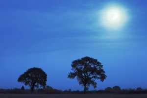 Trees by Moonlight.JPG