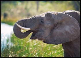 Elephant Dawn.jpg