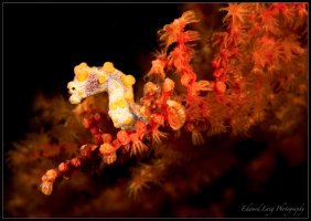 Pygmy in the Red.jpg