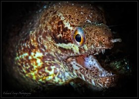 What Big Teeth You Have.jpg