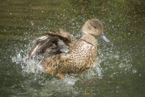 Duck spray.JPG