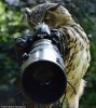 owl with Nikon.jpg