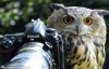 owl with camera.jpg
