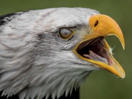 Cursus Eagle Bird.jpg