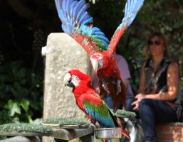 butterflyBIRDS_0001 (1024x797).jpg