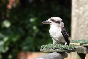 butterflyBIRDS_0002 (1024x683).jpg