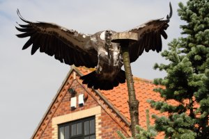 butterflyBIRDS_0005 (1024x683).jpg