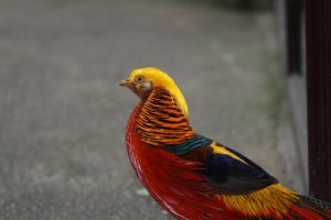 butterflyBIRDS_0006 (1024x683).jpg