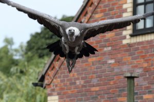 butterflyBIRDS_0004 (1024x683).jpg