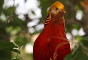 butterflyBIRDS_0007 (1024x699).jpg