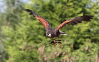 butterflyBIRDS_0003 (1024x648).jpg