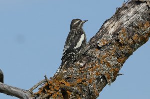 ThreeToedWoodpecker_5967.JPG