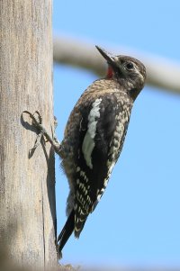 What's_it_Woodpecker_7554.JPG