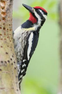 Y_B_Sapsucker_M7.JPG