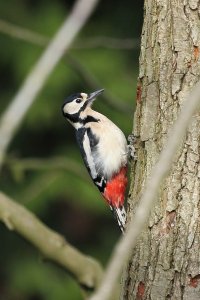 wooden_framed_woodpecker.JPG