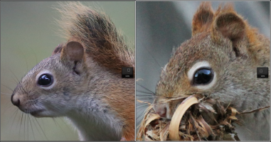 Squirrels.png