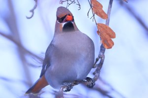 Waxwing_Bohemian_9837.JPG