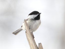Chickadee_1544.JPG