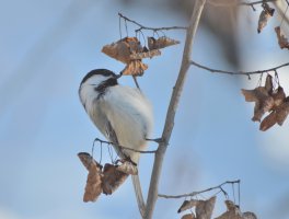 Chickadee.JPG