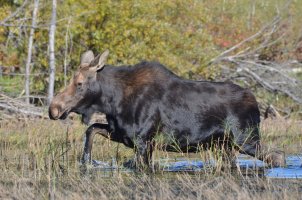 Moose_03.JPG