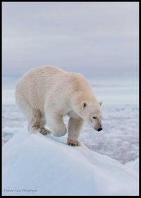 Bear on Ice.jpg