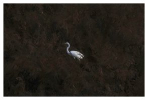 heron in repose pm.jpg