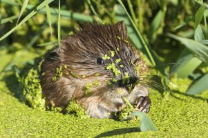 Muskrat_Im_7125.JPG