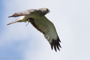 harrier-male-hunt.jpg