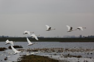 Whoopers2U4A8480_DxO_takeoffSmall.jpg