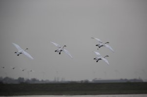 Whoopers2U4A8455Bombsaway_DxOSmall.jpg