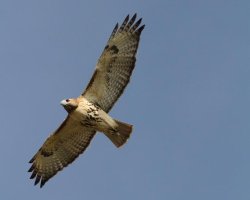 Canon Falcon in Flight.jpg