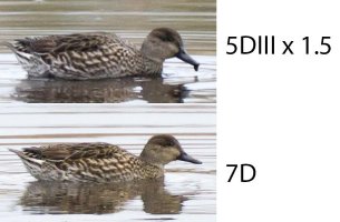 Duck5DIIIvs7D.jpg