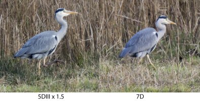 HeronReeds5DIIIvs7D.jpg