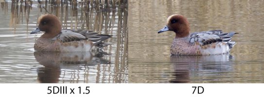 Widgeon5DIIIvs7D.jpg