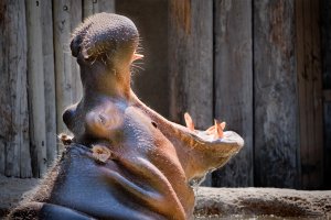 zoo-3.jpg