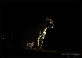 Look in the Dark.jpg