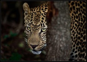Eyes in the Dark.jpg