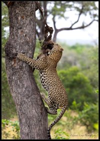 Up a Tree.jpg