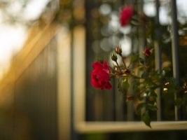 Herbst Bokeh mid.jpg