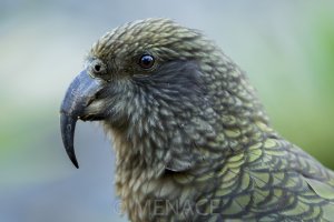 Kea.JPG